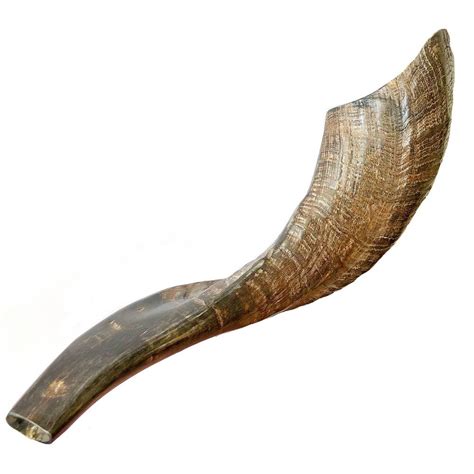 Classical Ram's Horn Shofar - Natural Brown - Palmy Bird