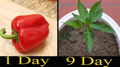 How To Grow Bell Pepper Plants From Store Bought Bell Peppers Youtube