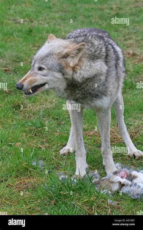 Snarling wolf hi-res stock photography and images - Alamy