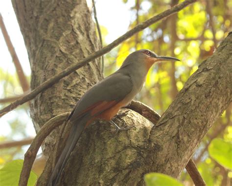 The Nomadic Naturalist Dominican Bird Highlights