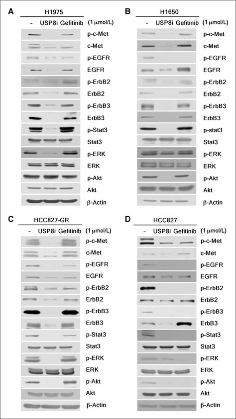 Effect Of An USP8 Inhibitor On Cell Signaling Cells Were Treated Or