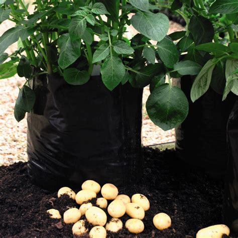 How To Grow Potatoes In 12 Easy Steps A Free Step By Step Guide For Growing And Harvesting