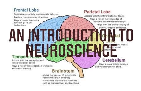 An Introduction To Neuroscience Science Amino