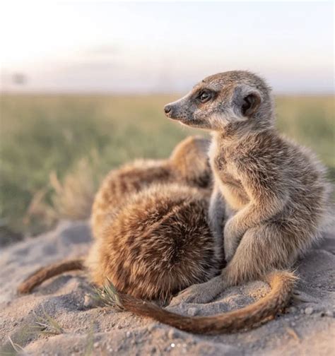 Wildlife Photographer Captures Extremely Rare Cat On Camera Rare Cats