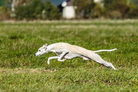 Dog Whippet Running - Free photo on Pixabay