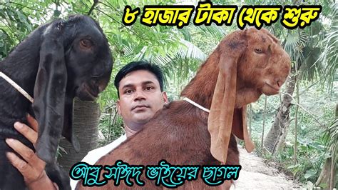 ৮ হাজার টাকা থেকে শুরু। আবু সাঈদ ভাইয়ের ছাগল ভালো মানের কালারফুল