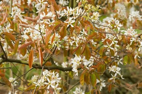 Mon Secret Pour Un Jardin Enchanteur L Am Lanchier L Arbuste Qui