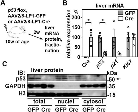 Hepatic P Is Regulated By Transcription Factor Foxo And Acutely