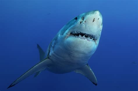 Great White Shark Tracked Extremely Close To North Carolina Coast