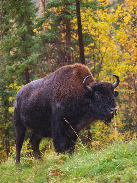 A Home Where The Bison Roam: Wood & Plains Bison • BC Outdoors Magazine