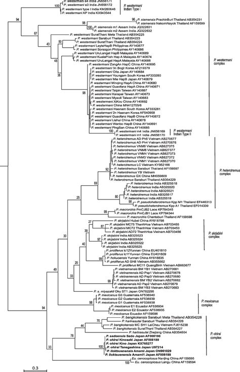 Maximum Likelihood Midpoint Rooted Phylogenetic Tree Showing The Download Scientific Diagram