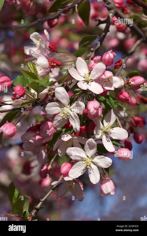 Japanese Flowering Crabapple Malus Floribunda Called Japanese Crab