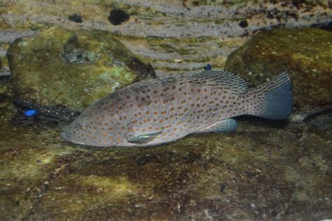 duskytail grouper epinephelus bleekeri zoochat