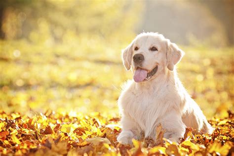 Golden Retriever Hondenrassen Medpets Nl Medpets Nl