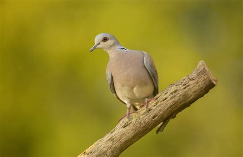 Turtle Dove Bird Facts Streptopelia Turtur