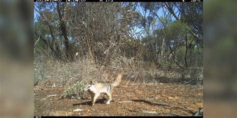 Rare Animal Scurries Past Hidden Camera — And Scientists Are Amazed ...