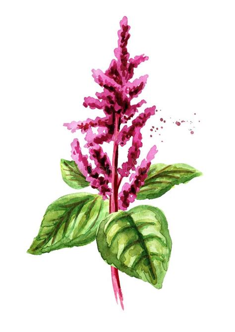 Blooming Amaranth Plant Hand Drawn Watercolor Illustration Isolated