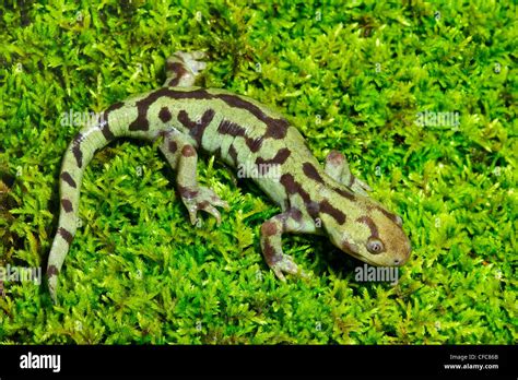 Adult Tiger Salamander Ambystoma Tigrinum Okanagan Valley Southern