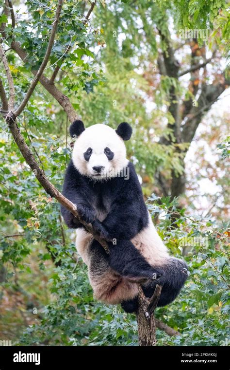 Giant Panda Named Bei Bei Up In A Tree Smithsonian National Zoological