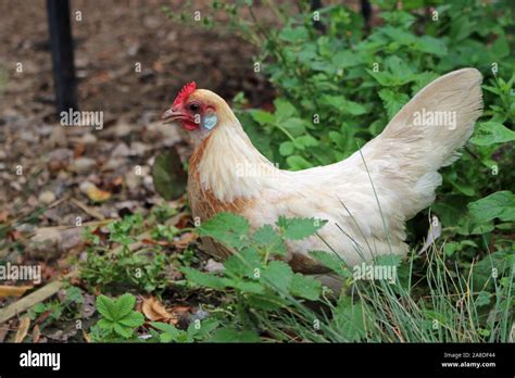 Pyle Probably Red Pyle Dutch Bantam Chicken Gallus Gallus Domesticus