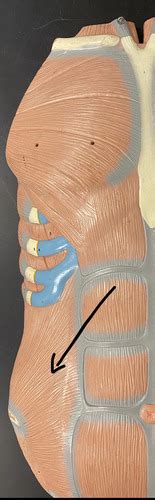 Muscles Of The Abdomen Back And Thorax Flashcards Quizlet