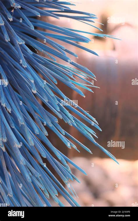 Closeup Of Huge Stiff Bristles Sticking Out Of The Brush Stock Photo