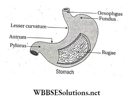 Wbbse Solutions For Class Life Science And Environment Chapter