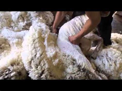 Merino Sheep Shearing Australia YouTube