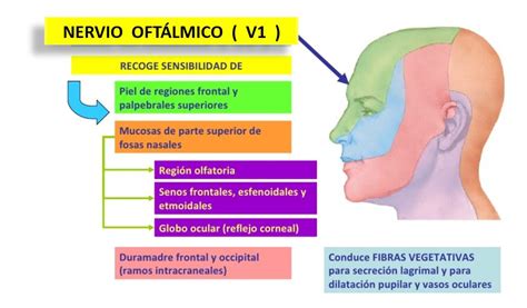 NERVIO OFTÁLMICO O V1 Dolopedia