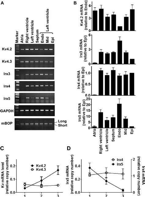 Irx3 And Irx5 Mrnas Are Differentially Expressed Across The Left