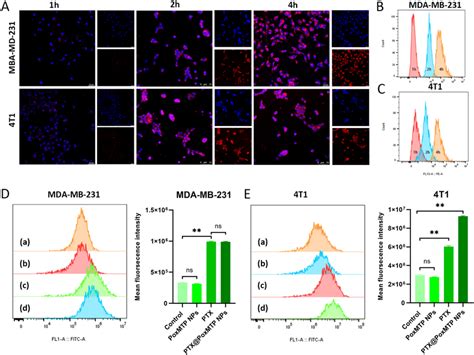 Cellular Uptake And Ros Assay Ac Cellular Uptake Of Nile Red Nr