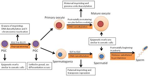 Frontiers Epigenetic Memory In Mammals Genetics