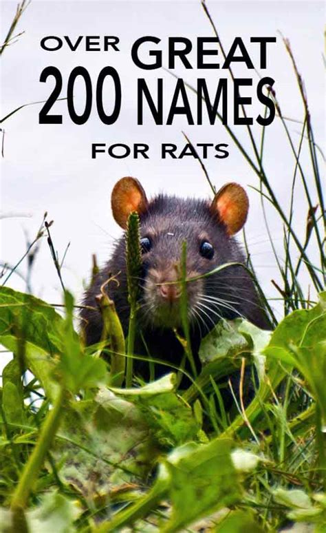 Rat Names - Over 200 Great Ideas For Naming Your Pet Rat