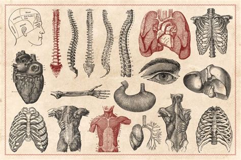 An Old Medical Illustration Shows The Human Body And Organs Including