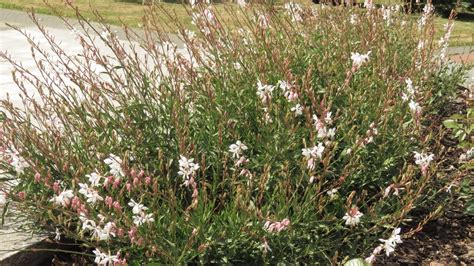 Gaura Is A Butterfly Magnet & Makes A Perfect Perennial Border