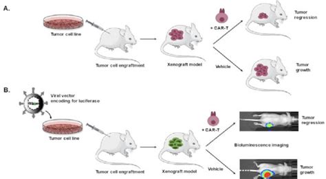 细胞治疗中动物模型的选择 生物器材网