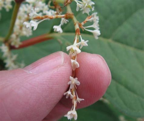 What Does Japanese Knotweed Look Like Japanese Knotweed Ltd