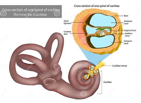 A Cóclea É Um Órgão Sensitivo Responsável Por - A Cóclea Interna Do Ouvido. Cruzamento De Uma Espiral De Cóclea. órgão ...