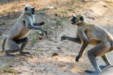 Spielerisches Kr Ftemessen Bei Den Hanuman Languren Benny Rebel