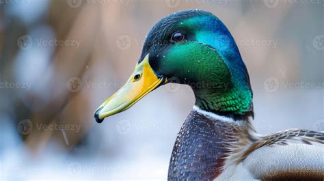 Mallard Duck Feathers Stock Photos, Images and Backgrounds for Free ...