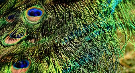 Peacock Feathers Multicoloured - Free photo on Pixabay - Pixabay