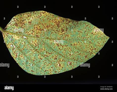 asian soybean rust phakopsora pachyrizi pustules    surface
