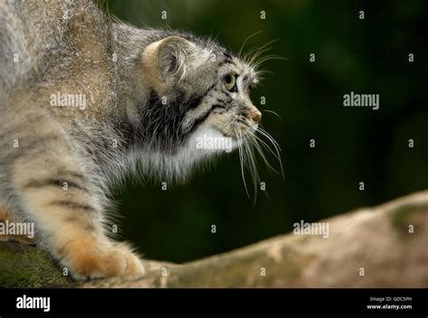 Manul Or Pallas S Cat Otocolobus Manul Adult On Branch Stock Photo