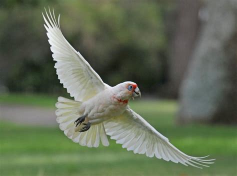 Long Billed Corella The Australian Museum