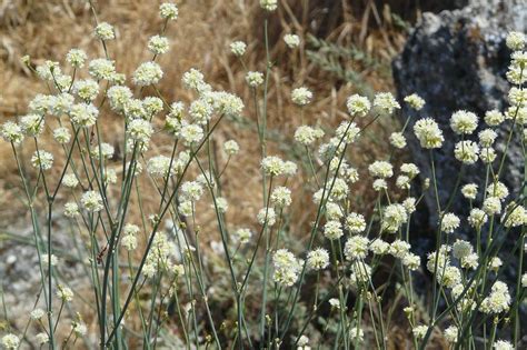 Eriogonum Nudum Naked Buckwheat