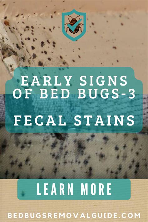 Early Signs Of Bed Bugs You Should Not Ignore Artofit