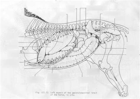 Equine GI Tract Left Aspect Abdominal Topography Diagram Quizlet