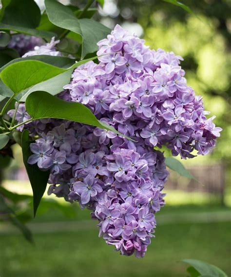 How To Propagate Lilacs Expert Tips For Taking Cuttings Homes And Gardens