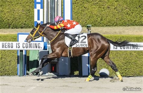 ユイノマチブセ Yuino Machibuse 競走馬データベース 競馬ラボ