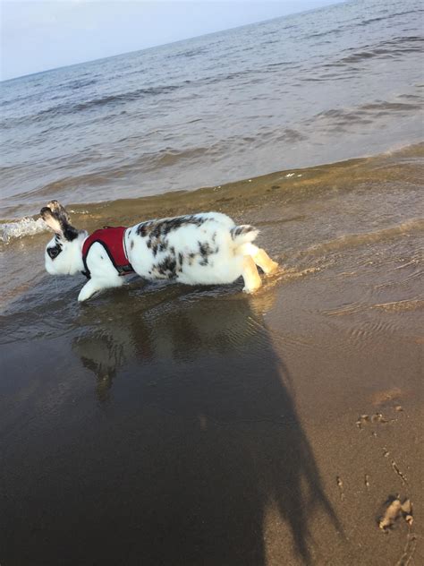 Took my bunnies to the beach yesterday. She was braver than I ...